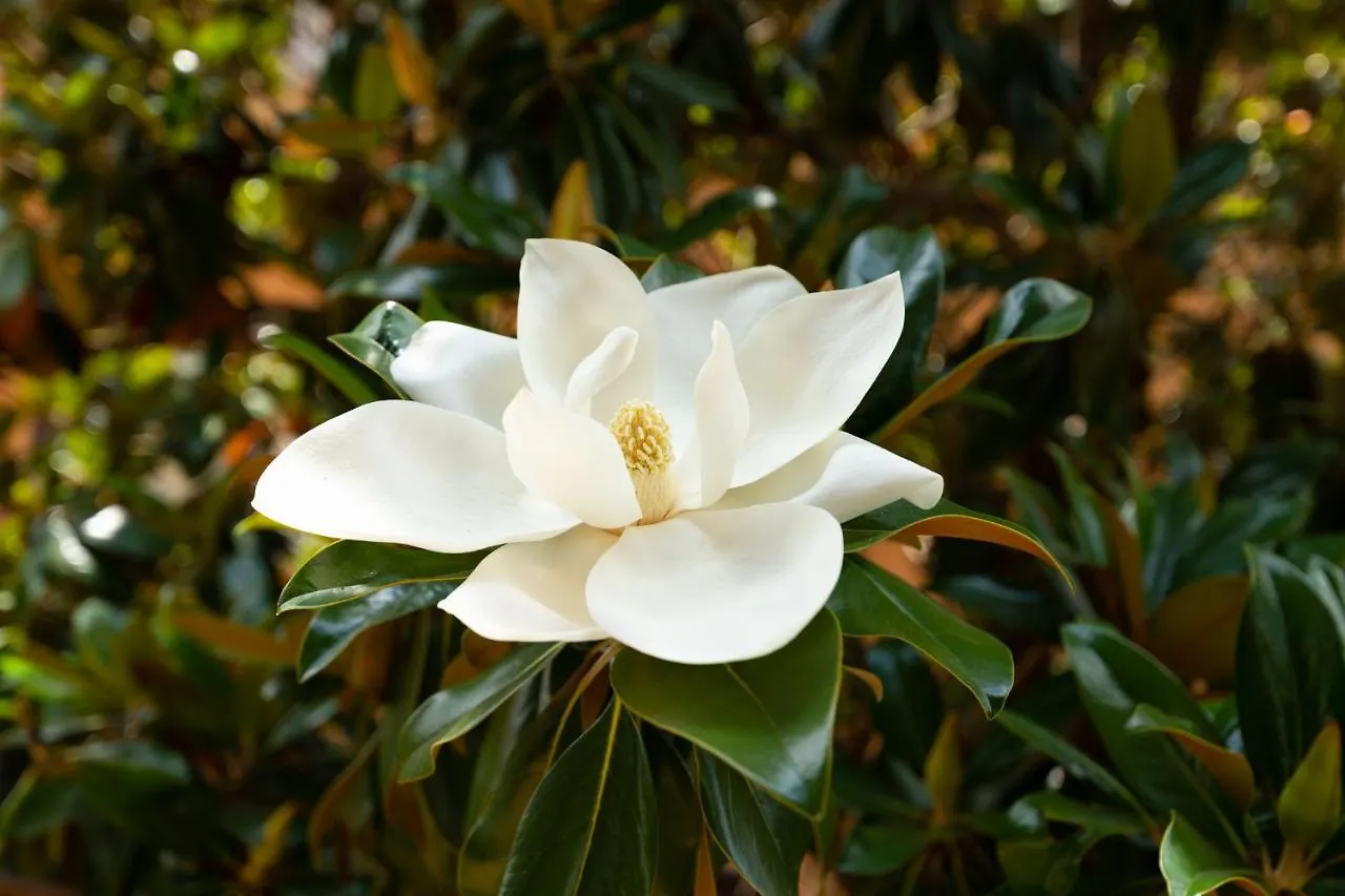 Borghese Magnolia Suite Rzym 0*,